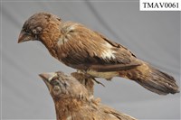 藏品(白腰文鳥)的圖片